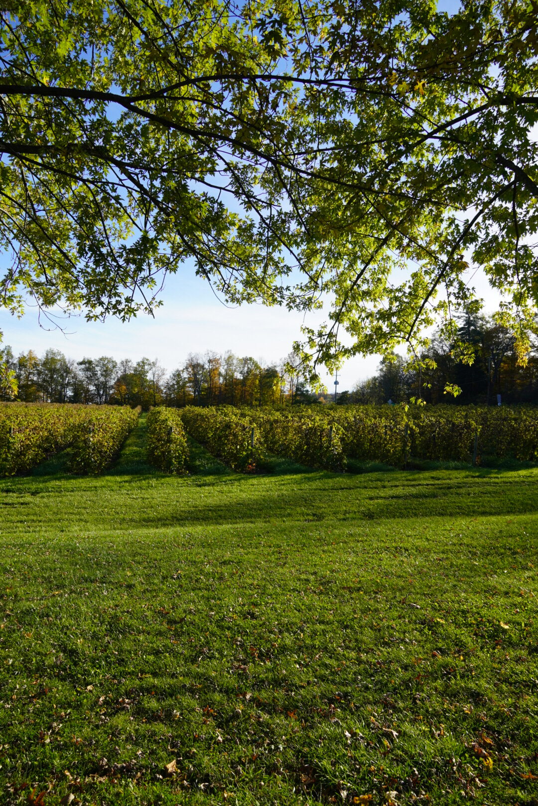 Lakewood Vineyards Watkins Glen in the fall